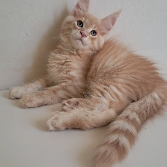 Maine Coon EZ Leon