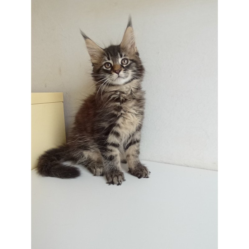 Maine Coon EZ Lucky