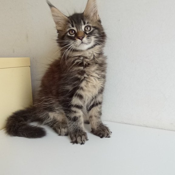 Maine Coon EZ Lucky