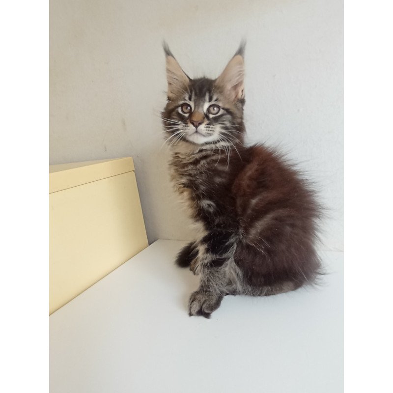 Maine Coon EZ Lucky