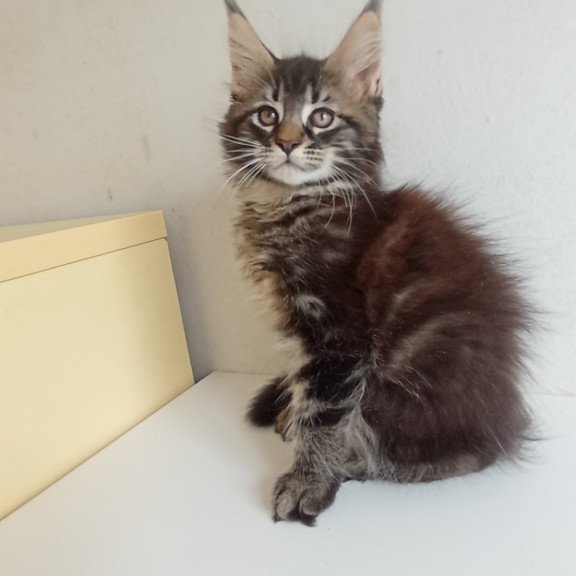 Maine Coon EZ Lucky