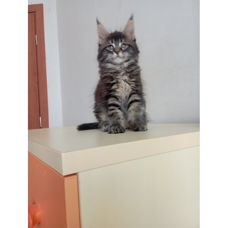 Maine Coon EZ Lucky