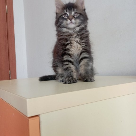 Maine Coon EZ Lucky