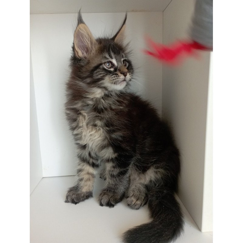 Maine Coon EZ Lucky
