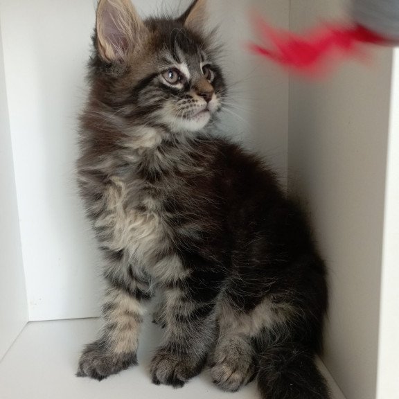 Maine Coon EZ Lucky