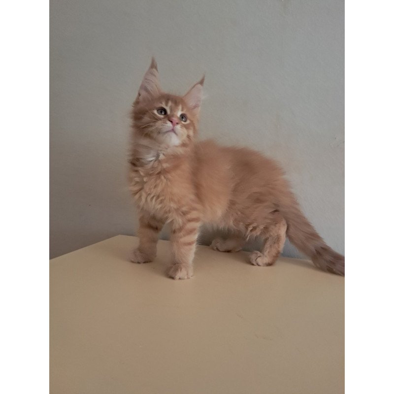 Maine Coon EZ Larri