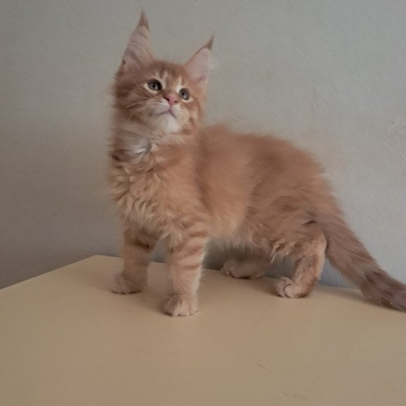 Maine Coon EZ Larri