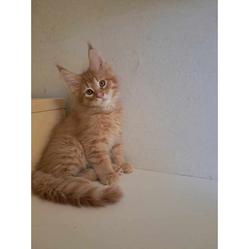 Maine Coon EZ Larri