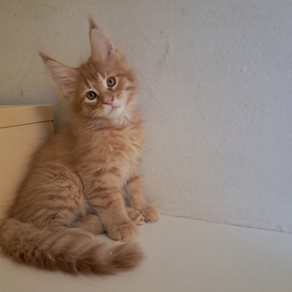 Maine Coon EZ Larri