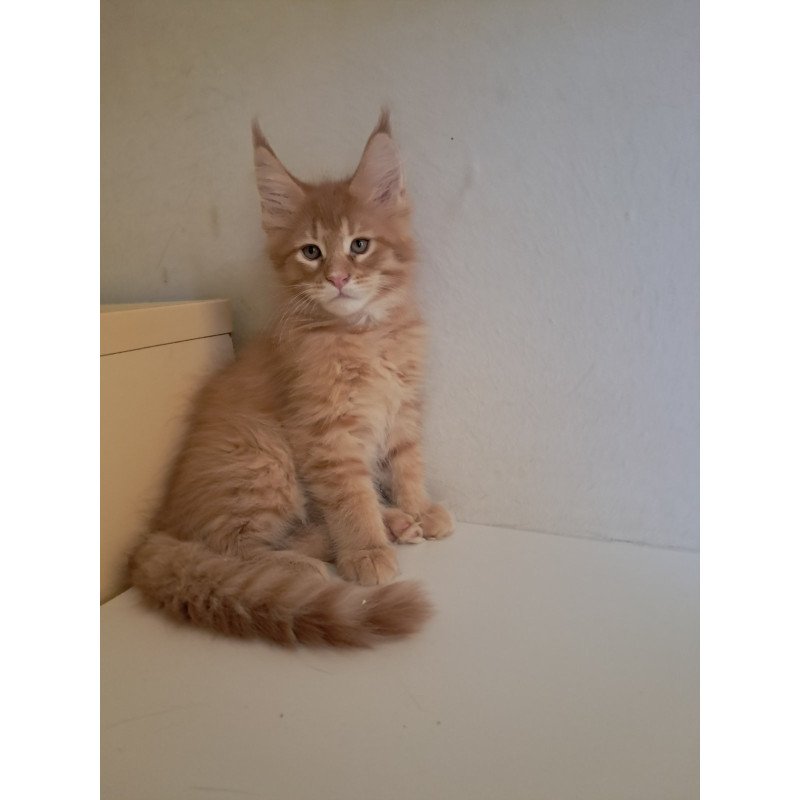 Maine Coon EZ Larri