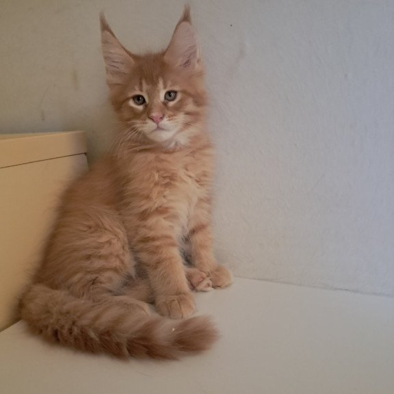Maine Coon EZ Larri