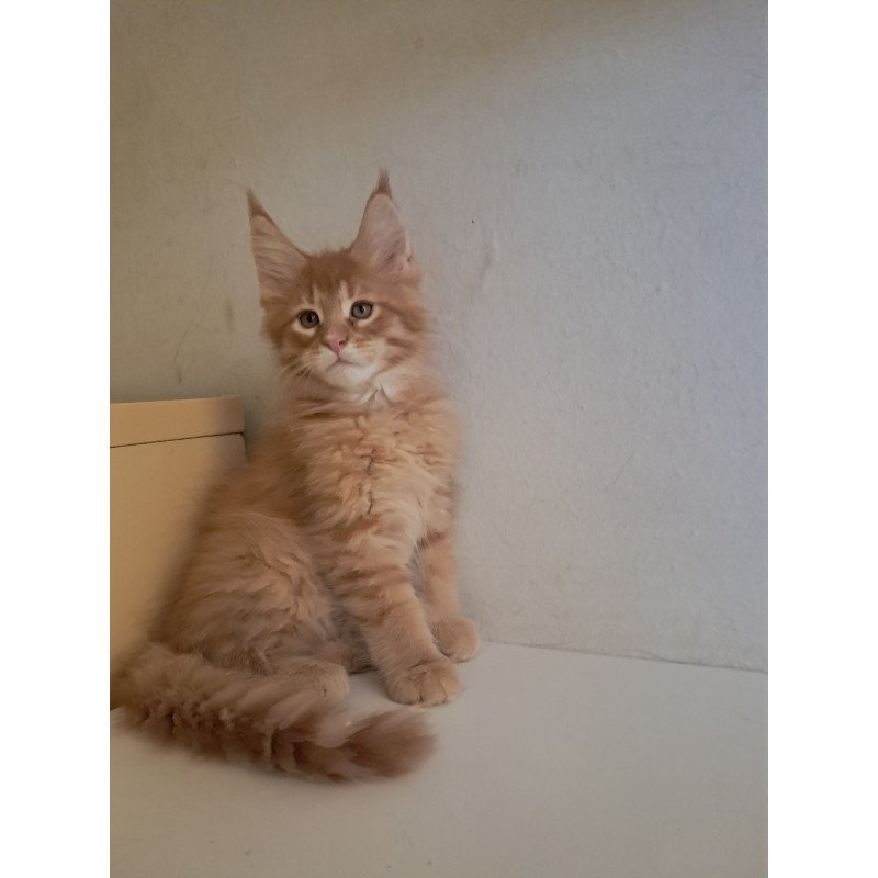 Maine Coon EZ Larri