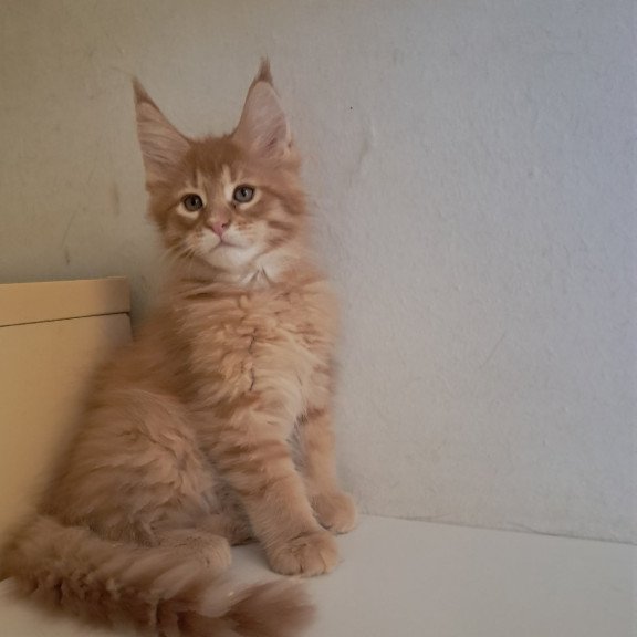 Maine Coon EZ Larri