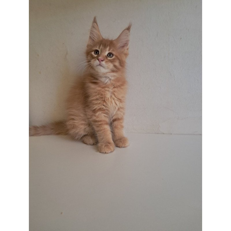 Maine Coon EZ Larri