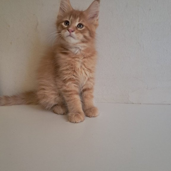 Maine Coon EZ Larri