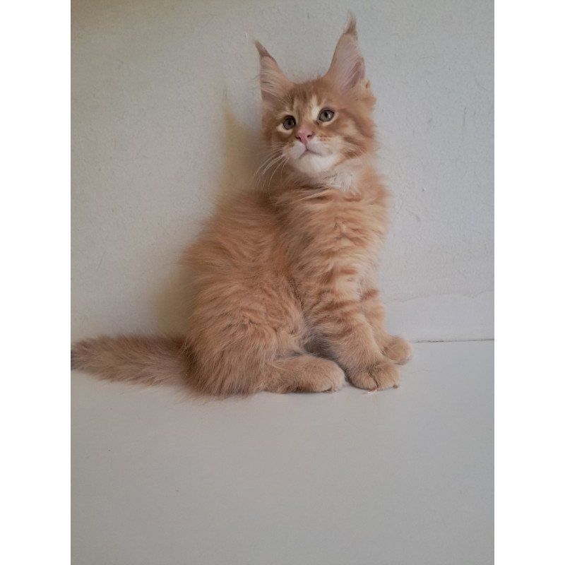 Maine Coon EZ Larri