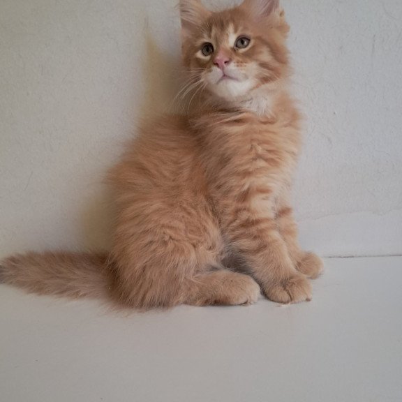 Maine Coon EZ Larri