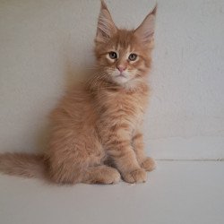 Maine Coon EZ Larri