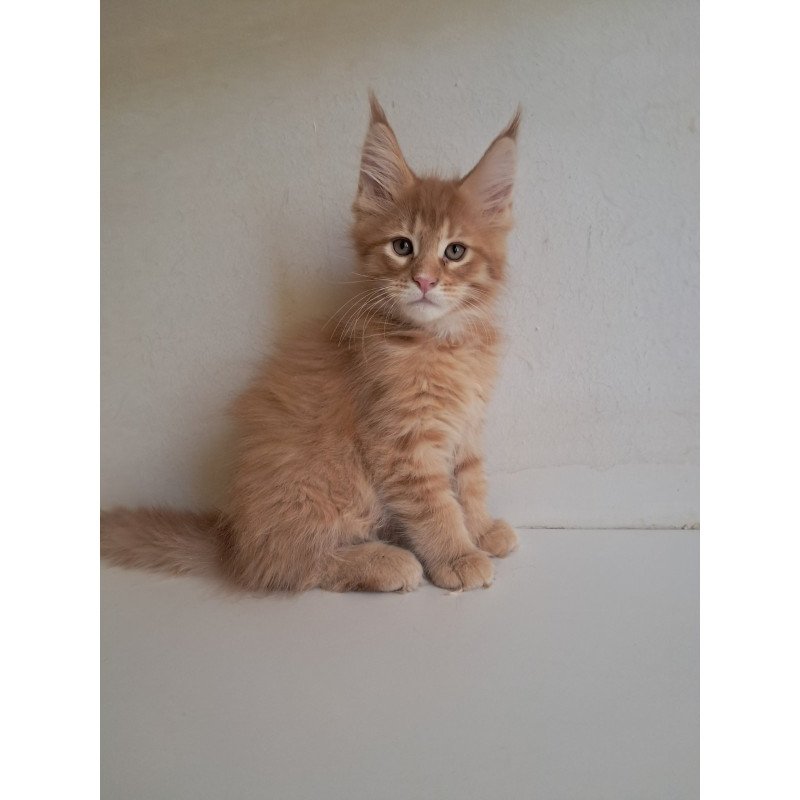 Maine Coon EZ Larri