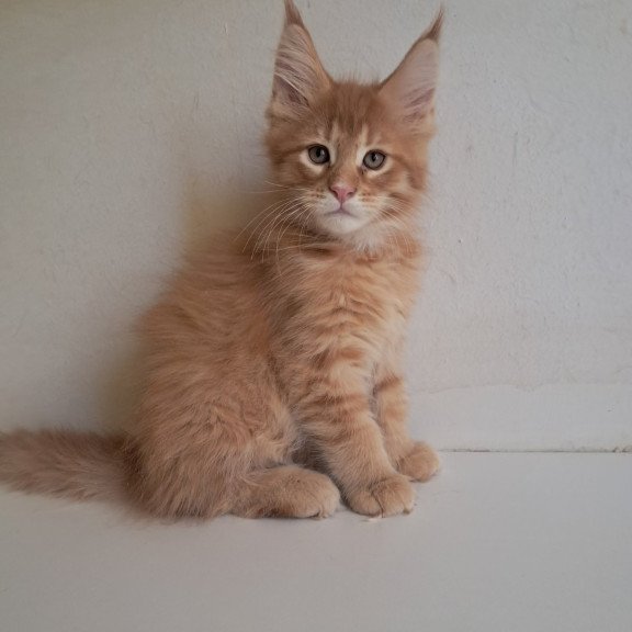 Maine Coon EZ Larri