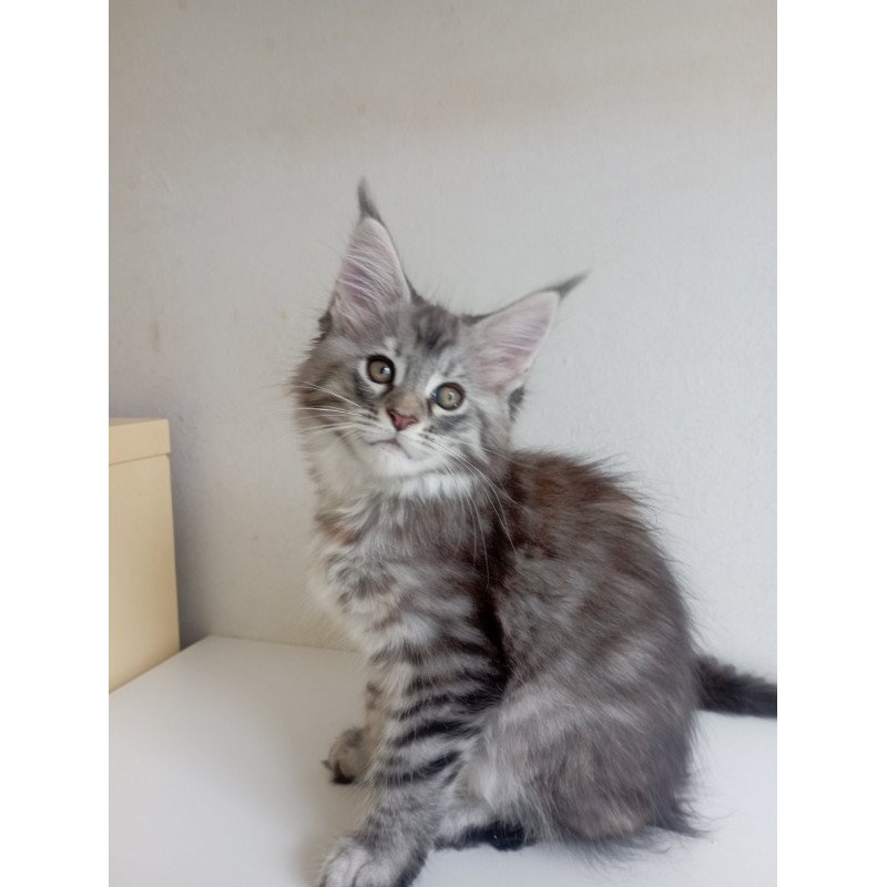 Maine Coon EZ Laima