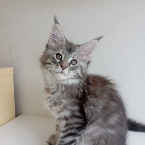 Maine Coon EZ Laima