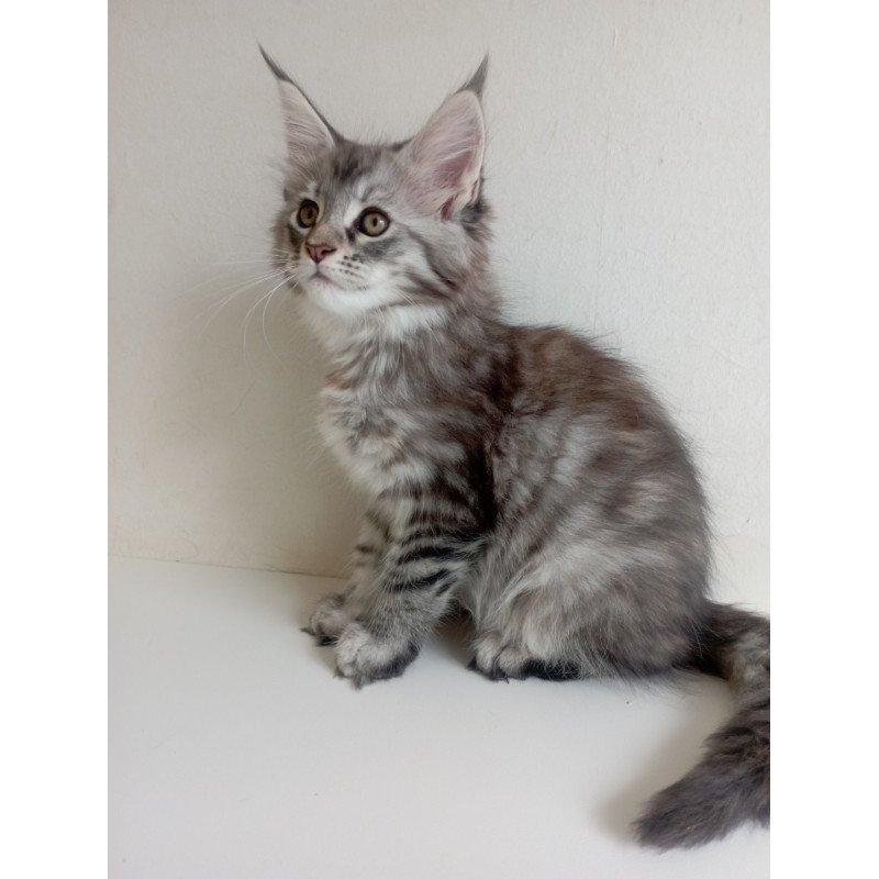Maine Coon EZ Laima
