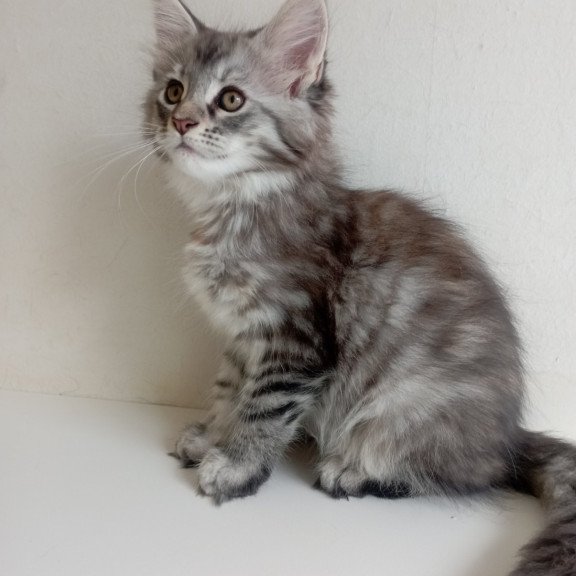 Maine Coon EZ Laima