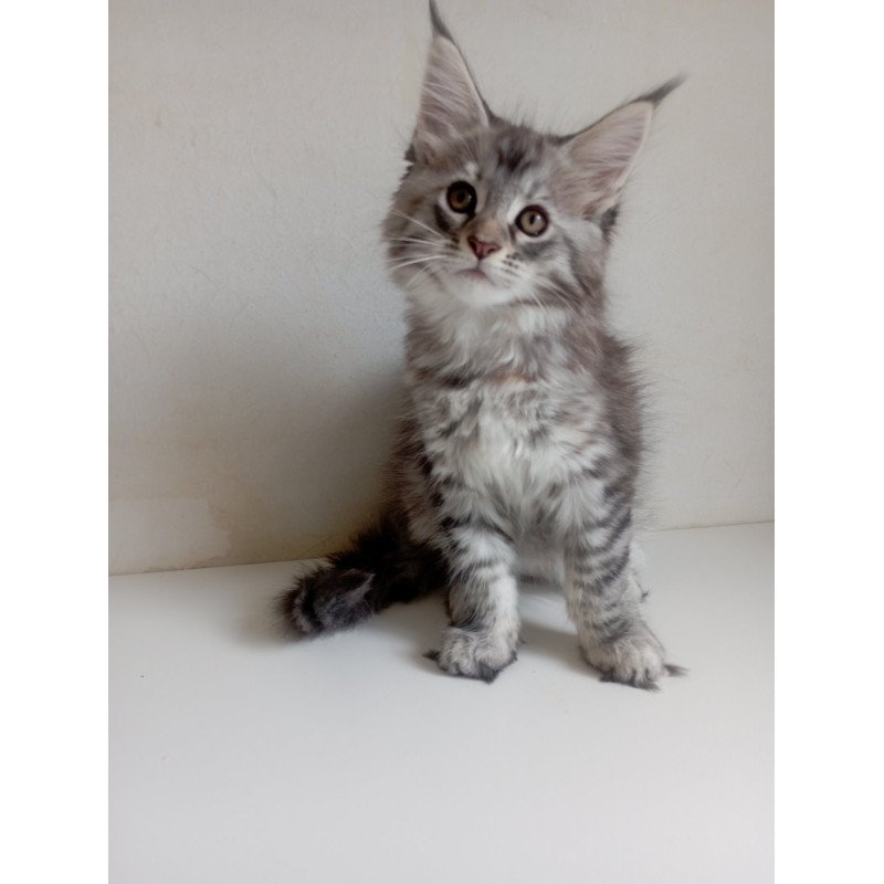 Maine Coon EZ Laima