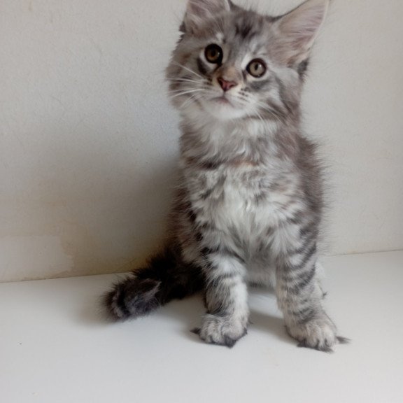 Maine Coon EZ Laima