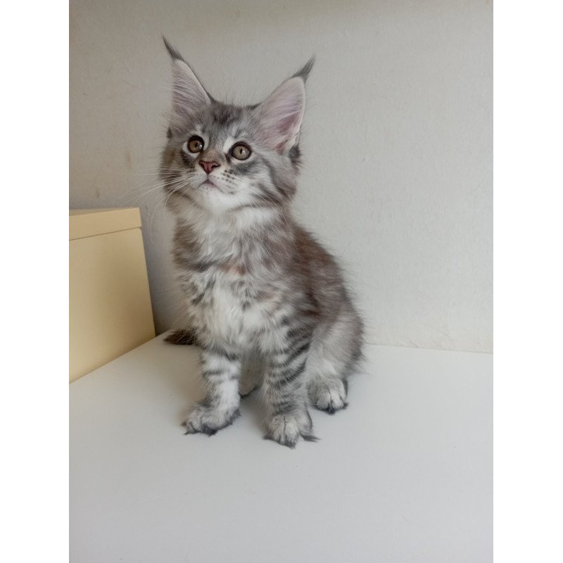 Maine Coon EZ Laima