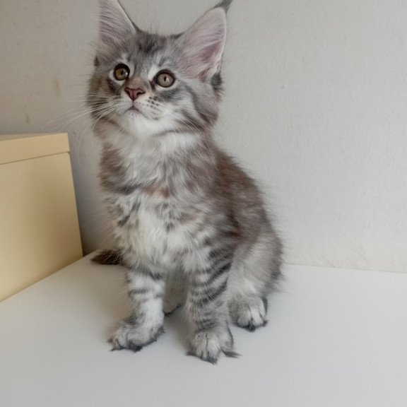 Maine Coon EZ Laima