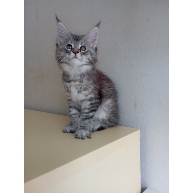 Maine Coon EZ Laima
