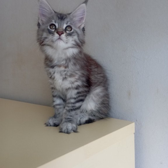 Maine Coon EZ Laima