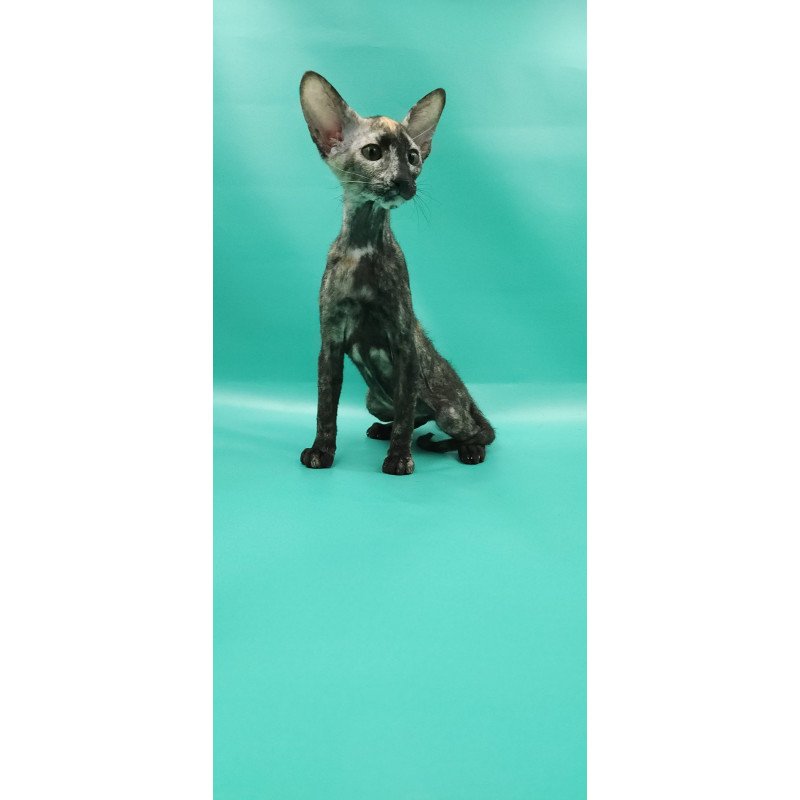 Peterbald EZ Queen of Spades