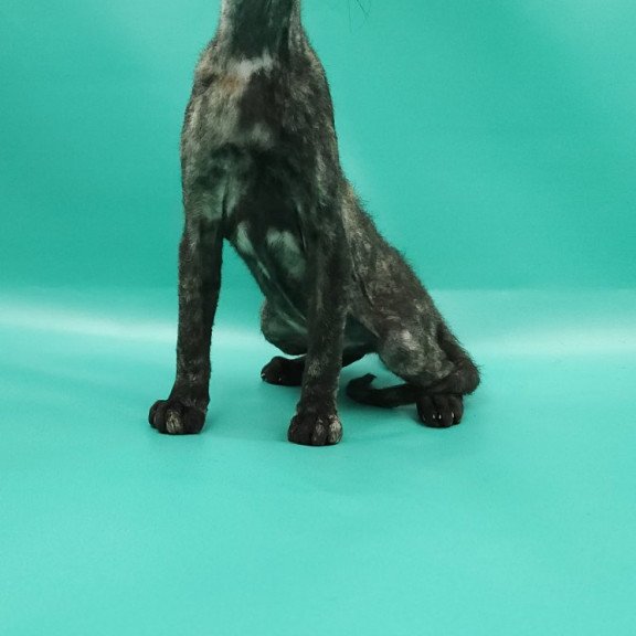 Peterbald EZ Queen of Spades