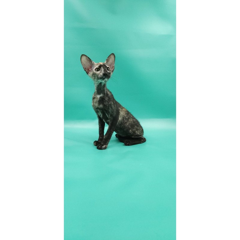Peterbald EZ Queen of Spades