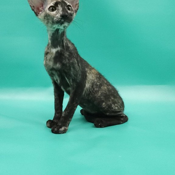 Peterbald EZ Queen of Spades