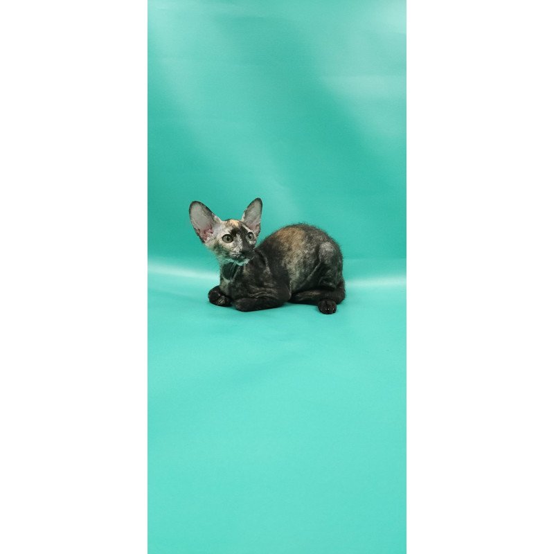 Peterbald EZ Queen of Spades