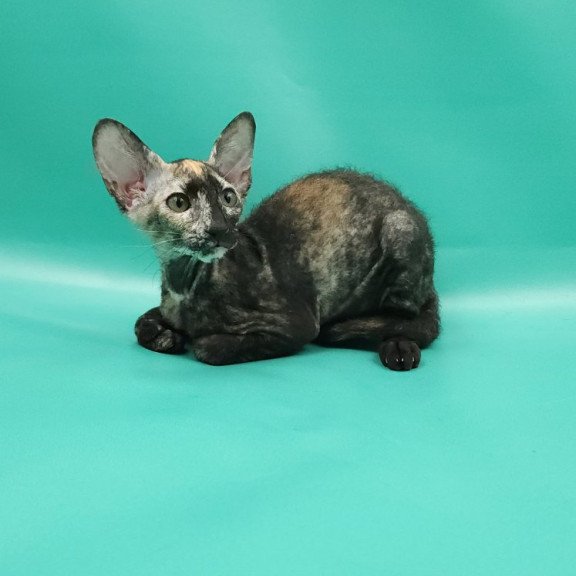 Peterbald EZ Queen of Spades