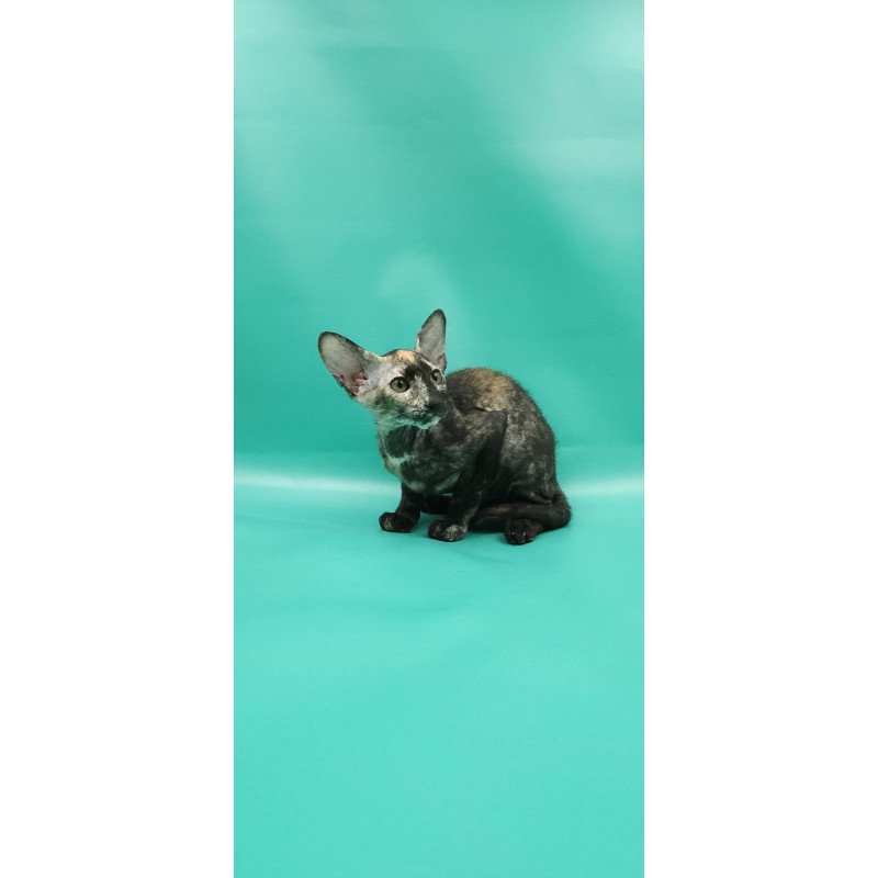 Peterbald EZ Queen of Spades