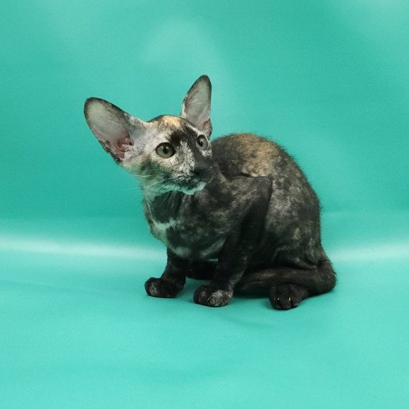 Peterbald EZ Queen of Spades