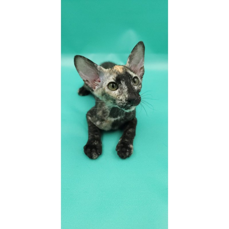 Peterbald EZ Queen of Spades