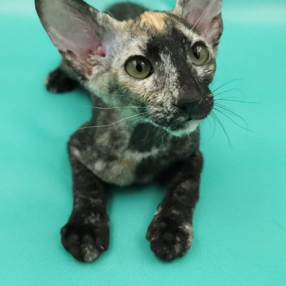 Peterbald EZ Queen of Spades