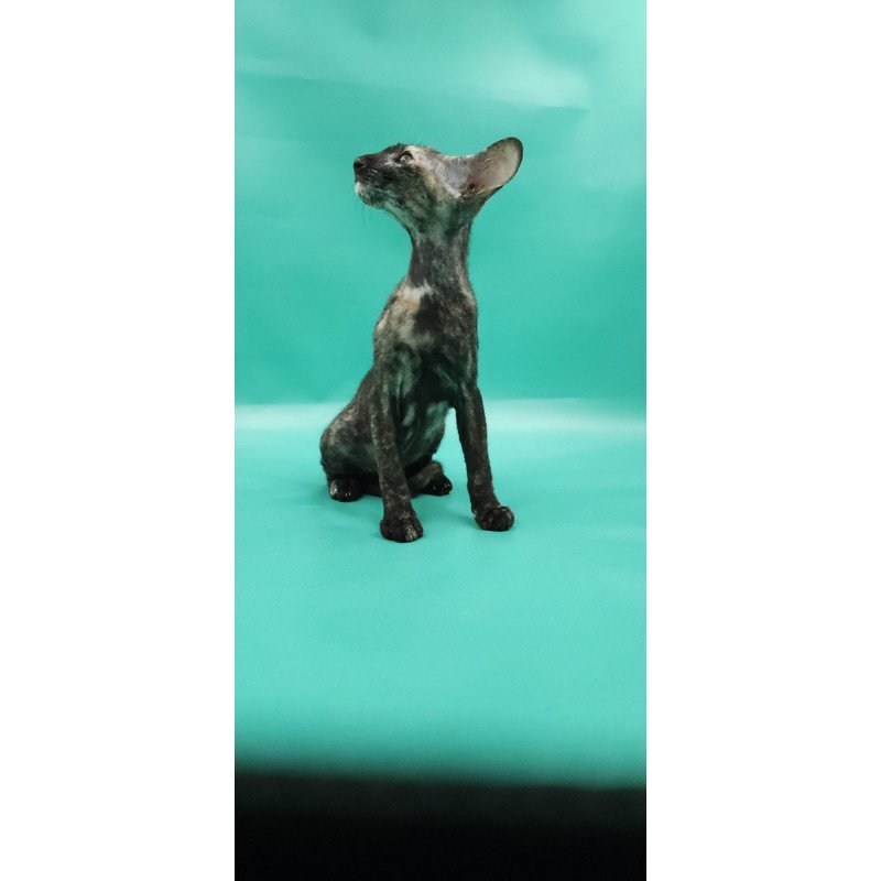 Peterbald EZ Queen of Spades