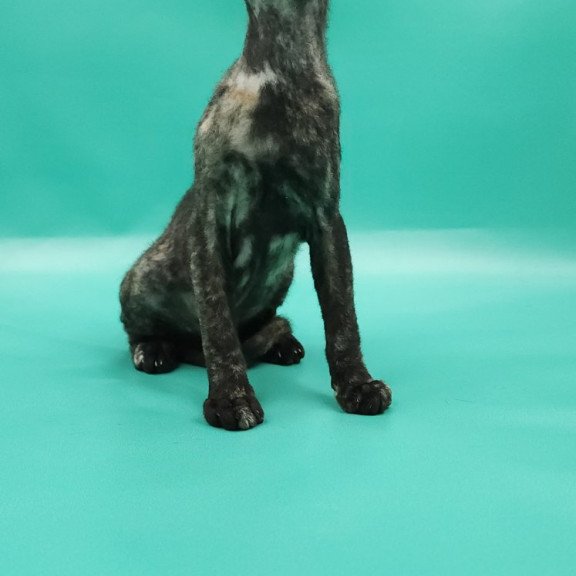 Peterbald EZ Queen of Spades