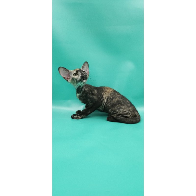 Peterbald EZ Queen of Spades