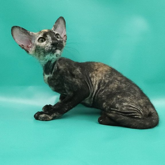 Peterbald EZ Queen of Spades