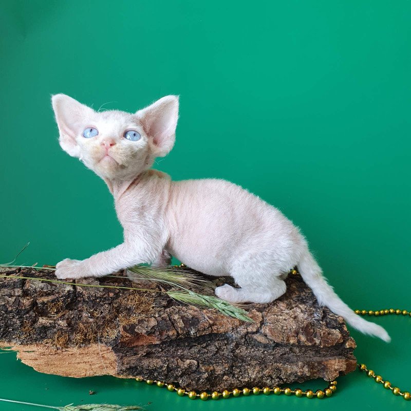 Devon Rex EZ Gucci