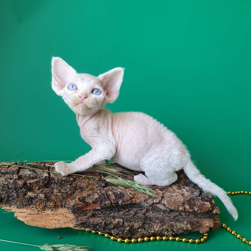 Devon Rex EZ Gucci